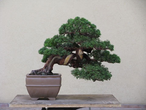 Juniperus Chinensis Itoigawa